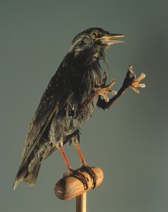 Un pájaro secretario: el compañero de la bruja